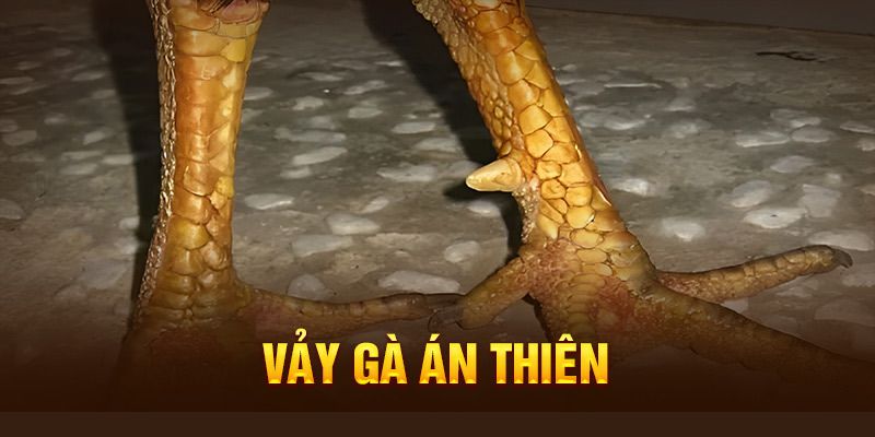 Vảy gà án thiên